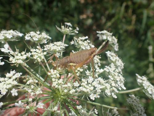 Réf. 327 030 : Uromenus rugosicollis